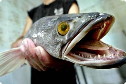 10 Satwa Laut Paling Berbahaya di Dunia